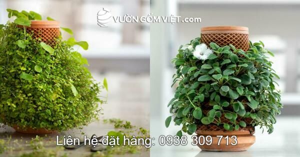 Cách lựa chọn chậu trồng cây thủy canh thông minh cho người bận rộn