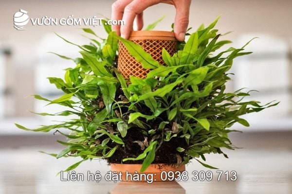 Nơi bán chậu thủy canh Terraplanter đẹp rẻ tại TpHCM