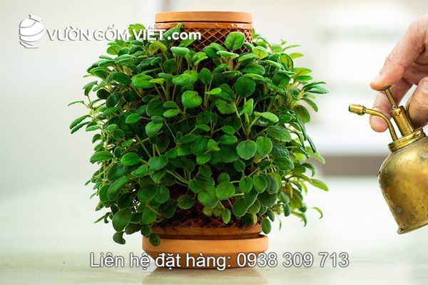 Ở đâu bán chậu gốm thủy canh giá rẻ giao hàng tận nơi?