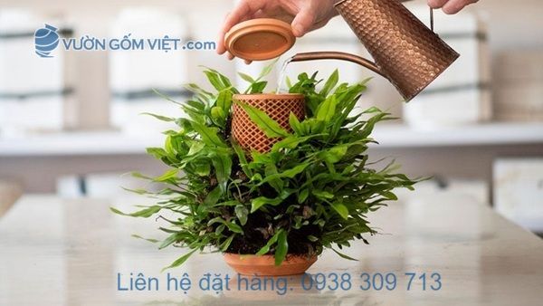 Mua chậu thủy canh đất nung gốm đỏ ở đâu có giá rẻ?