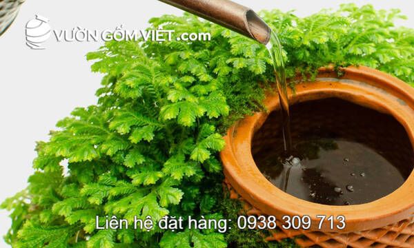 Mua chậu thủy canh đất nung gốm đỏ ở đâu có giá rẻ?