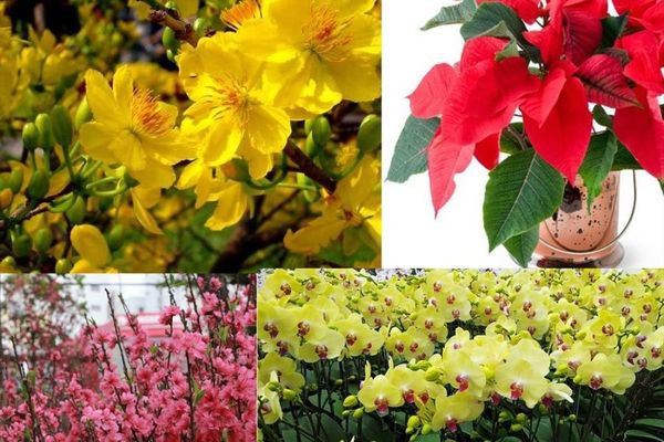 Thú chơi hoa vui Xuân dịp Tết của người Việt Nam