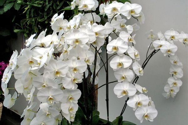 Cách cắm hoa lan dâng bàn thờ đón tài lộc ngày Tết