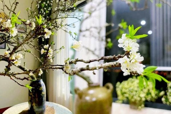 Sắm sửa cành hoa mận rừng chơi Xuân ngày Tết