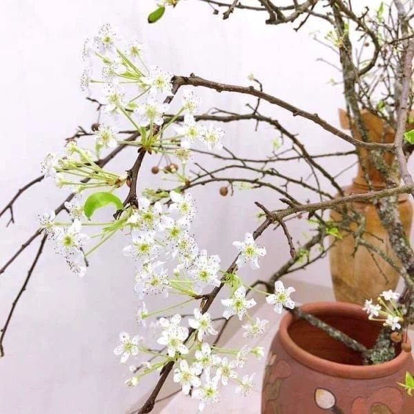 Cách cắm cành hoa mận tươi lâu trong suốt mùa Tết