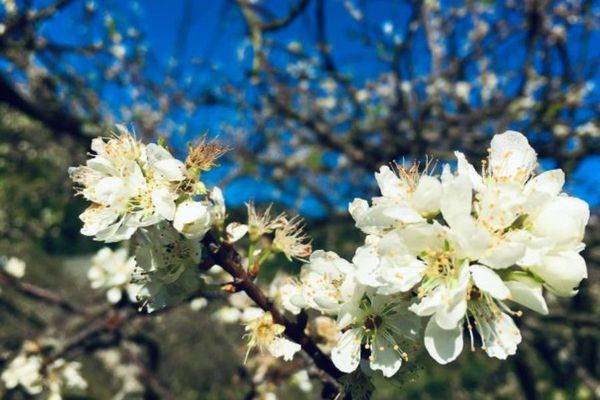 Cách cắm cành hoa mận tươi lâu trong suốt mùa Tết