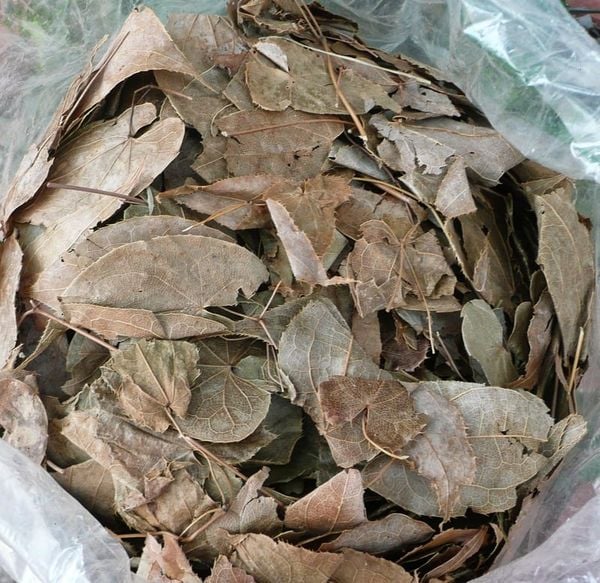 Xem ngay các bài thuốc ngâm rượu cường dương giúp “cứu rỗi” chuyện ấy