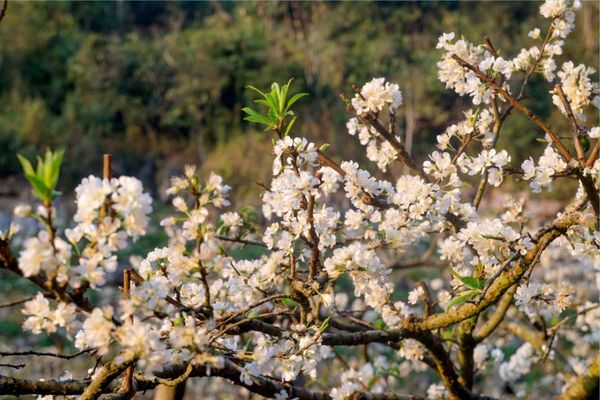 Hút hồn với cành mận Tây Bắc Mộc Châu nở rộ ngày Tết