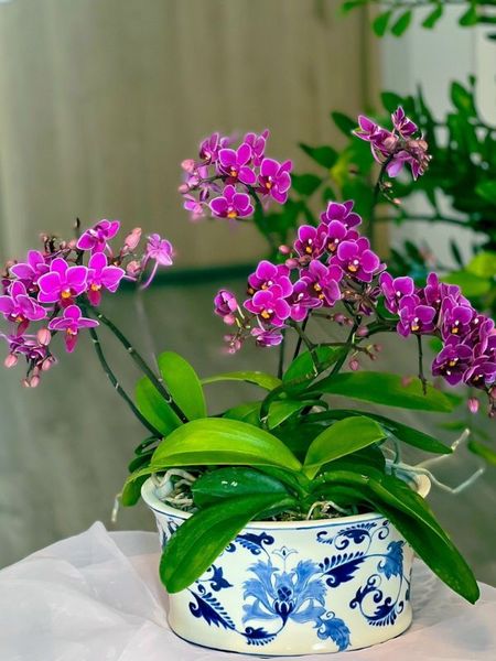 Tết nên chưng hoa gì đem lại may mắn, rước tài lộc