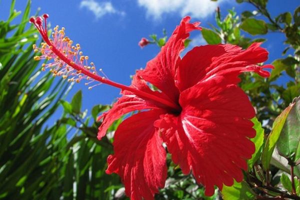 Tìm hiểu cách cắm hoa bàn thờ tổ tiên ngày Tết rước tài lộc