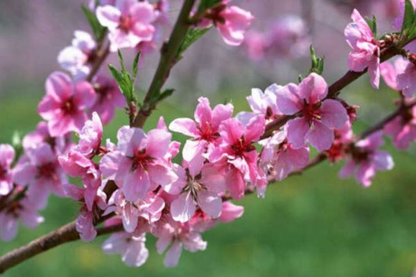 Cách cắm hoa lan dâng bàn thờ đón tài lộc ngày Tết