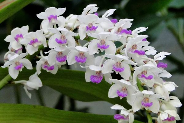 Cách cắm hoa lan dâng bàn thờ đón tài lộc ngày Tết