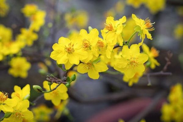 Thú chơi hoa vui Xuân dịp Tết của người Việt Nam