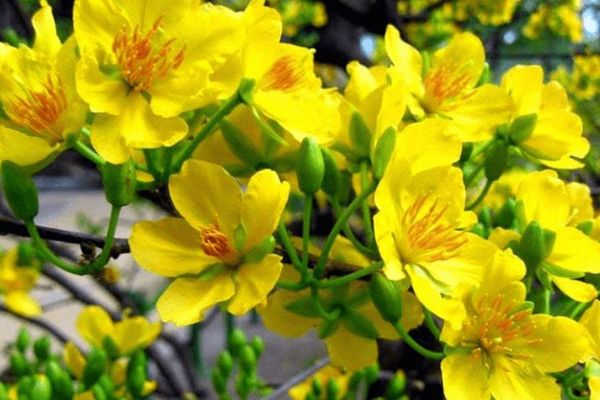 Cách cắm hoa lan dâng bàn thờ đón tài lộc ngày Tết