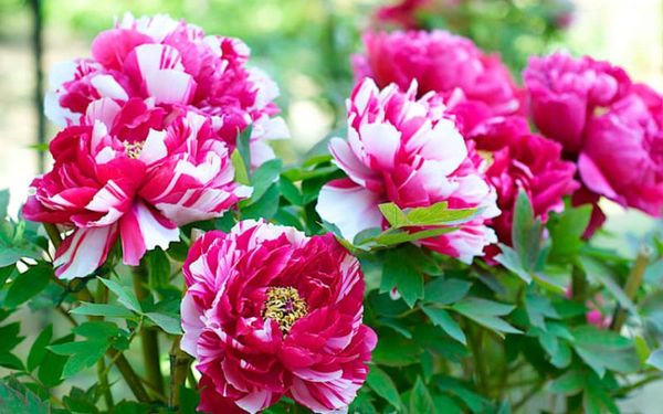 Hoa mẫu đơn – Biểu tượng của sự quyền quý và vương giả