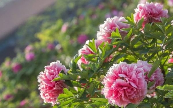 Hoa mẫu đơn – Biểu tượng của sự quyền quý và vương giả