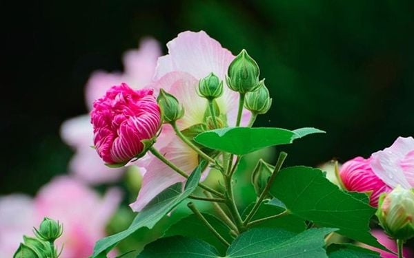 Hoa phù dung và những ý nghĩa trong phong thủy