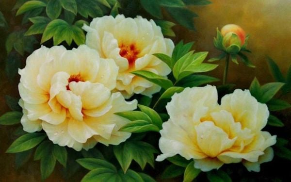 Hoa phù dung và những ý nghĩa trong phong thủy
