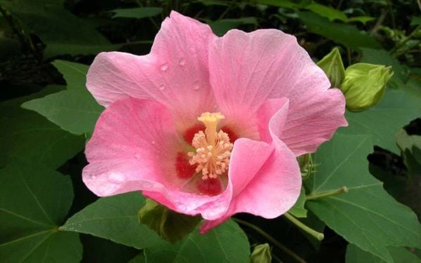 Hoa phù dung và những ý nghĩa trong phong thủy