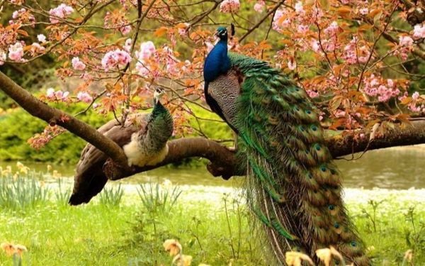 Chim khổng tước – Đại diện cho sự cao sang và quyền quý