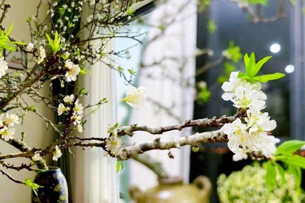 Trang trí cành mận rừng cắm bình tươi lâu trong suốt dịp Tết
