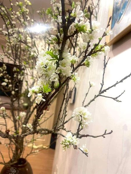 Hút hồn với cành mận Tây Bắc Mộc Châu nở rộ ngày Tết