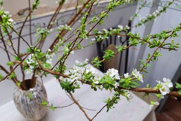 Bật mí các mẫu bình gốm sứ cắm tuyết mai đẹp chơi Tết
