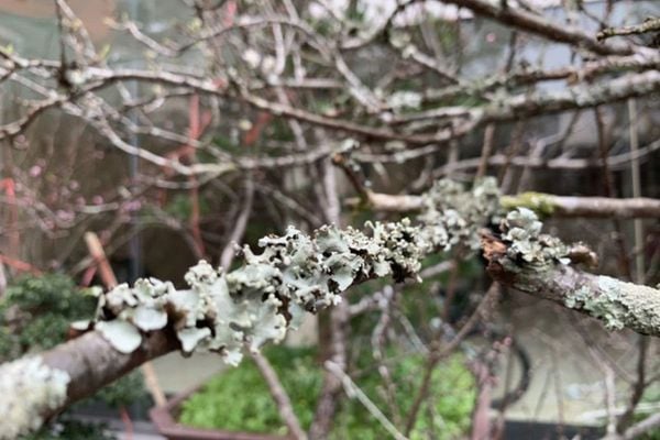 Cành hoa mận rừng cắm bình độc lạ thú chơi Tết của người Hà Thành