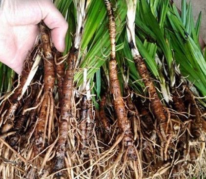 Rượu tiên mao – bài thuốc ngâm rượu bổ thận tráng dương tốt nhất