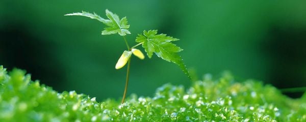 Tâm Tư Càng Giản Đơn, Trong Lòng Càng Bình An, Sinh Mệnh Càng Phong Phú
