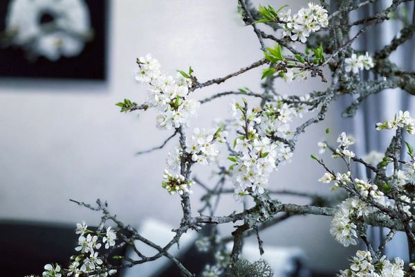 Cách cắm cành hoa mận tươi lâu trong suốt mùa Tết