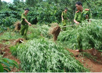 Vì sao cần sa lại bị cấm sử dụng ở Việt Nam