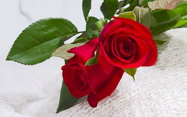 Ý Nghĩa Bông Hồng Cài Áo Mùa Vu Lan Báo Hiếu