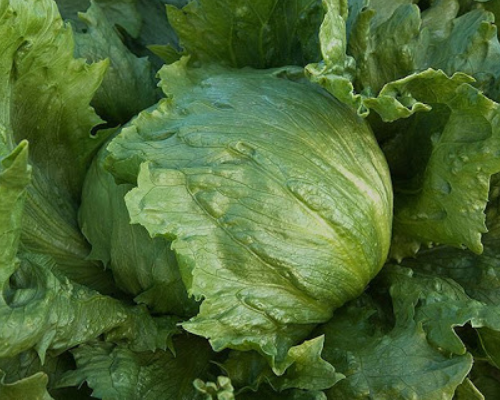 Xà lách Mỹ Iceberg Đà Lạt - 