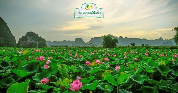 Trà Ướp Gạo Sen Ngọc Tỉnh Liên