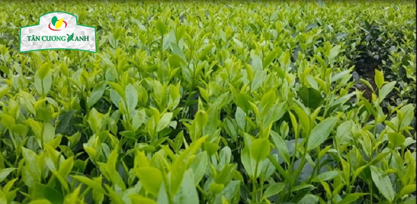 SỨ MỆNH CỦA TRÀ XANH TRONG SỨC KHỎE MỌI NGƯỜI