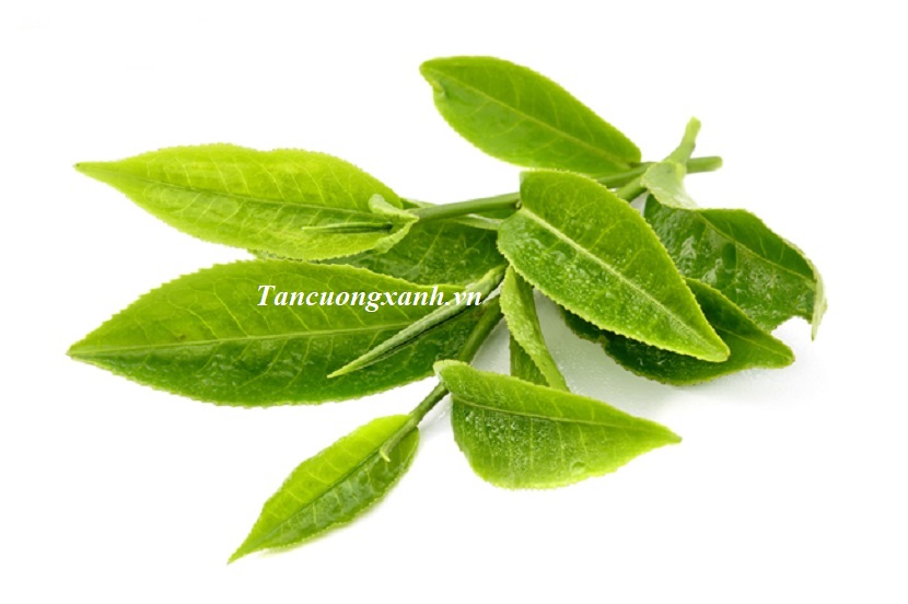 Những công dụng giải độc của trà túi lọc có thể bạn chưa biết!