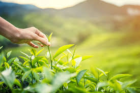 Thời Gian Thu Hái Trà Tân Cương Bao Lâu? Bí Mật Từ Những Đồi Trà Xanh Ngát