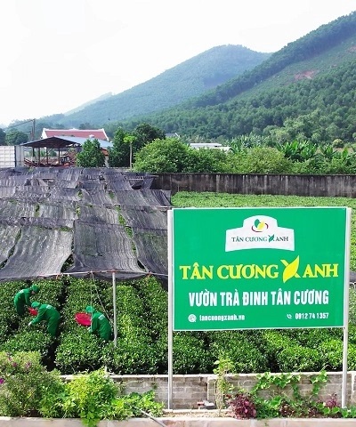 Trà Tân Cương - Nơi hội tụ tinh hoa đất trời và nghệ thuật trà Việt