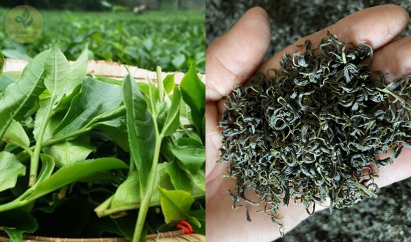 Vị Trà Thái Nguyên Thay Đổi Theo Mùa – Mùa Nào Là Ngon Nhất?