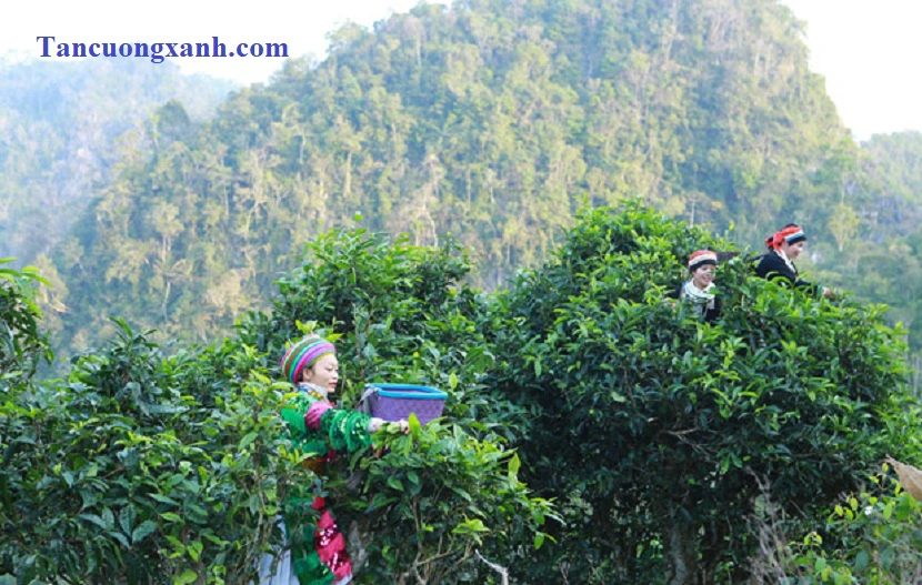 Trà Shan Tuyết, Hương Hồn Việt Ngàn Năm !