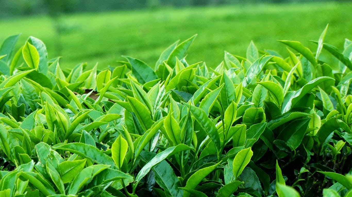Trà Vụ Xuân Tân Cương Xanh – Tinh Hoa Đầu Mùa Đã Cập Bến Hà Nội Và Khắp Mọi Miền