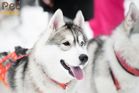 Bảng giá chó Alaska thuần chủng: chó con và chó trưởng thành