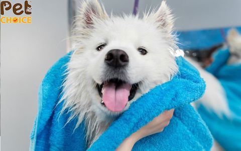 Cách cắt tỉa và cách chăm sóc lông chó Samoyed