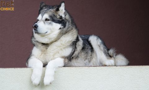 Cách huấn luyện chó alaska đi vệ sinh đúng chỗ