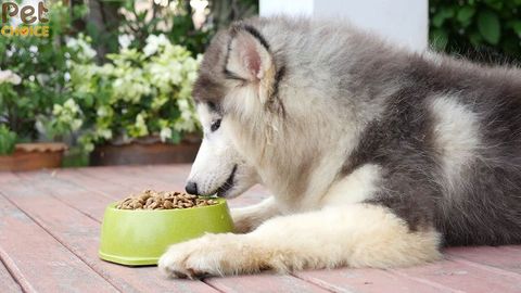 Cách chọn và cách nấu thức ăn cho chó Alaska