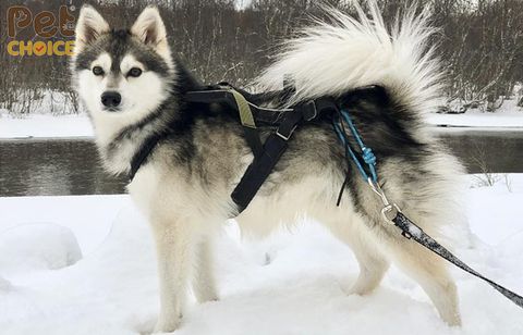 Chó Alaska giá 7 - 10 triệu hay chó Alaska giá rẻ dưới 2 - 3 triệu mới là thuần chủng?