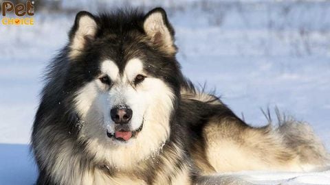 Nguồn gốc và đặc điểm và giá bán giống chó Alaska Malamute