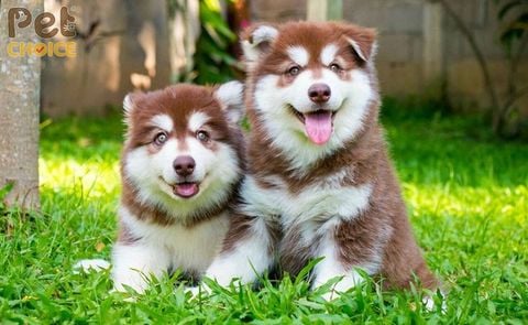 Chó Alaska màu hồng phấn: đặc điểm, tính cách và giá bán