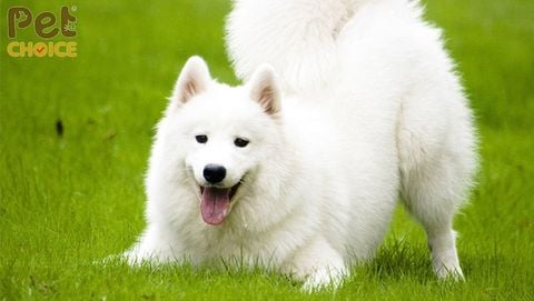 Chó Alaska màu trắng tuyết: màu lông của sự hiền lành và dễ thương